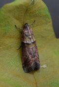 Acrobasis sodalella